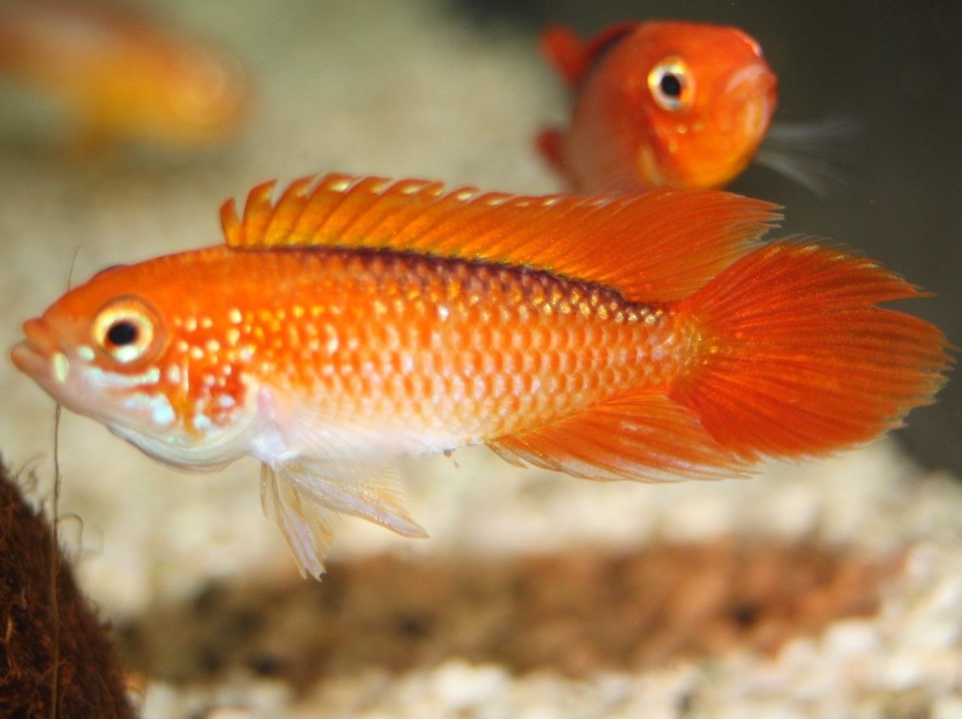 Agassiz' Zwergbuntbarsch (Apistogramma agassizii 'Fire-Red')